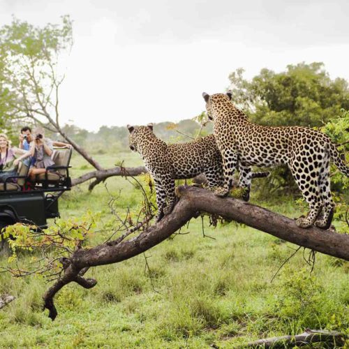 Kruger_National_Park